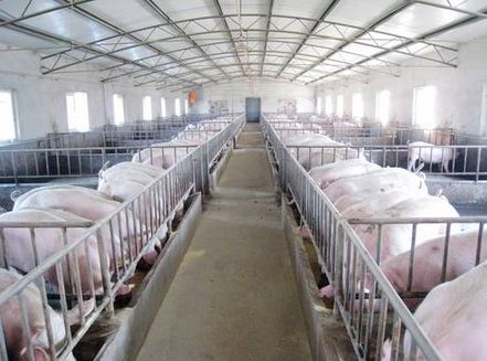 规模化养猪需要哪些设施