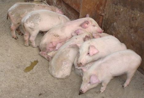 保育猪的养殖要点