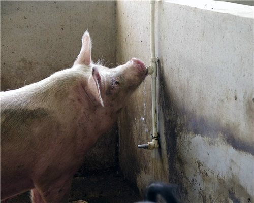 猪用环保水碗
