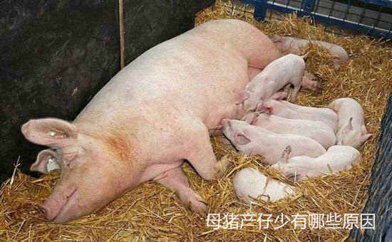 母猪产仔少有哪些原因