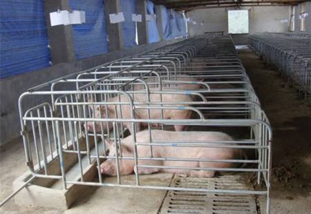 母猪限位栏养猪设备