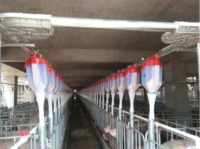猪场赛盘自动化料线