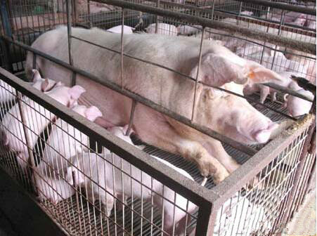 自繁自养猪场养殖