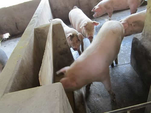 猪用自动饮水器
