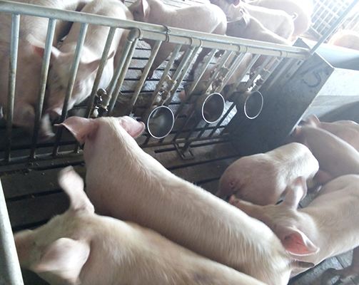 不锈钢猪用饮水碗 不锈钢猪用饮水碗