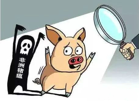 非洲猪瘟