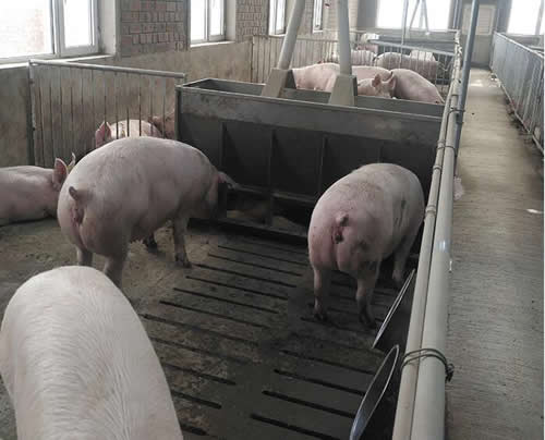 不锈钢育肥猪自动采食槽