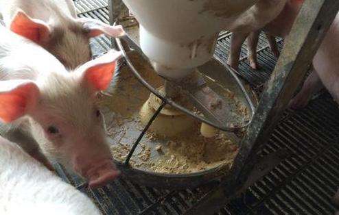 猪用干湿料槽