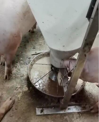 猪用智能粥料器图片