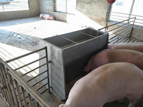 育肥猪自动采食槽